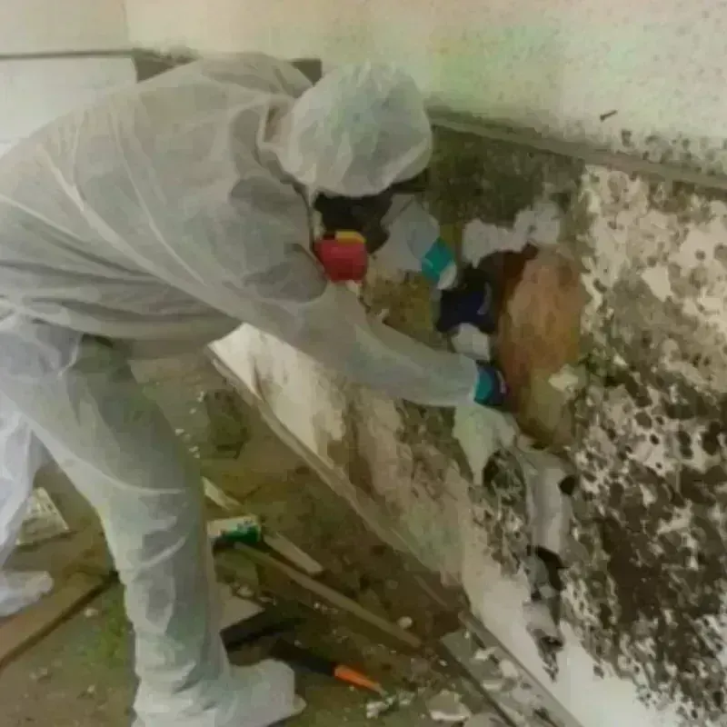 Mold Remediation and Removal in Lemont, PA